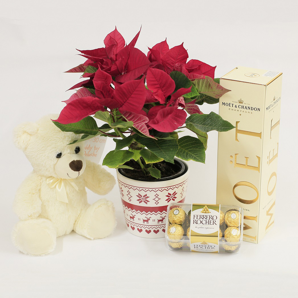 Craciunita Rosie In Ghiveci